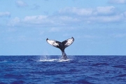 10 фактов о китах