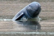 Иравадийские дельфины вымирают