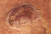 Китайские палеонтологи обнаружили останки самого древнего плацентарного млекопитающего