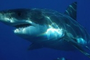 История с нападениями акул на людей в Приморье продолжается