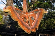 Тайская бабочка павлиноглазка
