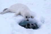 Самкам гренландского тюленя скоро будет негде рожать