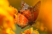 В Англии за последние 10 лет сократилась численность 70% видов бабочек