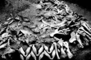 Неандертальцы строили из костей мамонта?