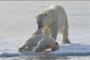 Белые медведи занимаются каннибализмом 
