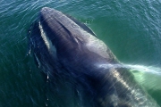 Поющих китов можно отслеживать с помощью сейсмодатчиков