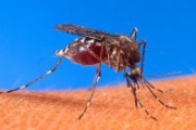 Комары в шоке от теплой крови
