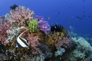 Электричество вдохнуло новую жизнь в индонезийские кораллы