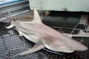 В Австралии обнаружена первая акула-гибрид