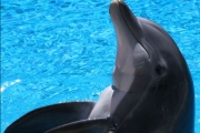 Удивительное создание - Дельфин