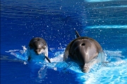 Удивительное создание - Дельфин