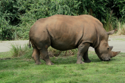 Как ходят носороги