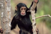 Почему сейчас обезьяны не превращаются в человека?