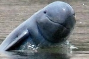 Исчезающие дельфины всплыли во Вьетнаме