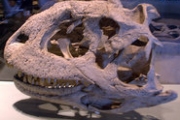 Безрукий динозавр напугал Мадагаскар