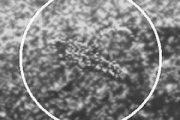 На Венере обнаружены «живые» диск, черный лоскут и скорпион