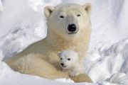Белые медведи оказались под угрозой вымирания