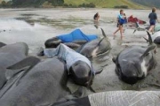 Сорок дельфинов из ста ПОВТОРНО выбросились на берег Новой Зеландии