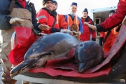 77 дельфинов выбросились на берег Новой Англии