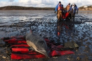 77 дельфинов выбросились на берег Новой Англии