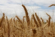 Глобальное потепление оставит нас без пшеницы раньше, чем мы рассчитывали