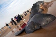 На пляж Великобритании выкинуло убитого кашалота