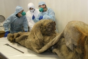 РАН: клонировать якутского мамонтенка Юку будут японцы, а не скандально известный кореец