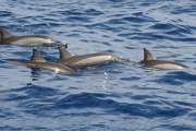 Более 50 дельфинов попали в ледовую ловушку в Азовском море