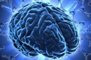 Четыре крупнейших мифа о человеческом мозге