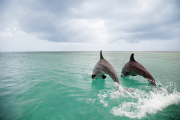 Дельфины афалины дружат по-человечески
