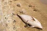Ученые назвали причины массового мора дельфинов в Крыму