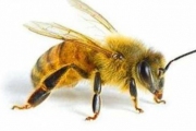 Пчела — единственное насекомое, у которого есть мозг