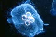 В Днепре появились субтропические рыбы и медузы