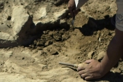 Братская могила мамонтов найдена в Сербии
