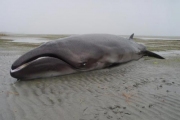 Ученые обнаружили "живого ископаемого" кита