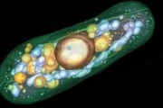 Новая теория возникновения живой клетки