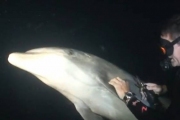 Дельфин попросил дайвера о помощи + ВИДЕО