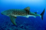 Китовая акула - самая большая рыба в мире.