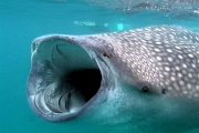 Китовая акула - самая большая рыба в мире.